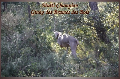 des dolmens argentés - Ginko devient Champion d'automne !!!