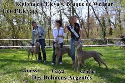 des dolmens argentés - Régionale d'élevage 2012 : Excellent pour tous !!! 