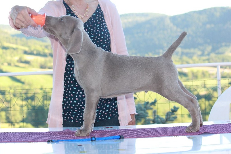 des dolmens argentés - Braque de Weimar - Portée née le 13/05/2016