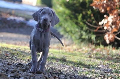 CHIOT